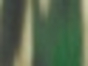 Treetop Green gemustert